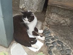 -喵屿·大理花园猫咖