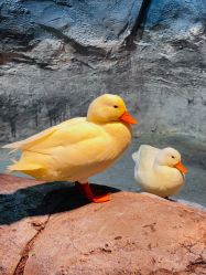 -Zoolung Zoolung动物主题公园(海信广场店)