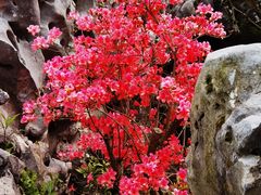 -上海鲜花港