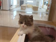 -爪爪喵星球·猫舍(前海卓越店)