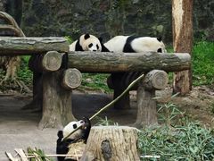-都江堰中华大熊猫苑