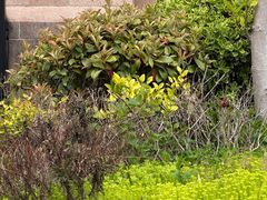 -上海佘山国家森林公园西佘山园