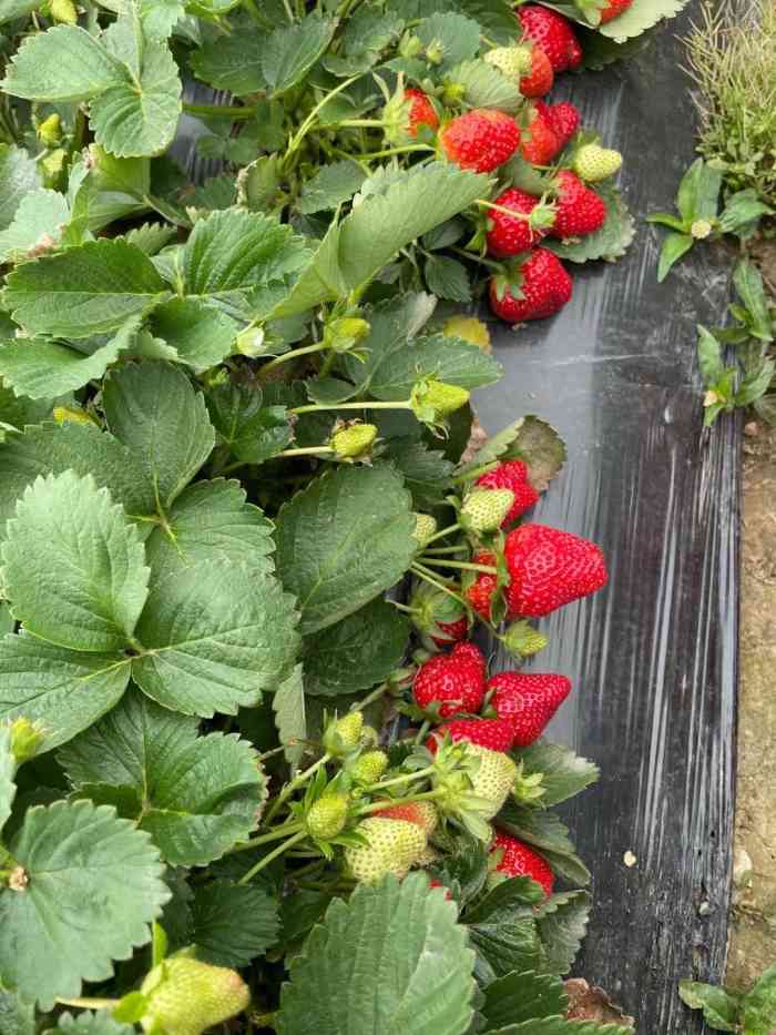 兴旺草莓园-"交通:自我感觉比较方便,20公里左右的."-大众点评移动版