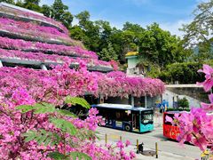-深圳仙湖植物园