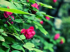 -南京民俗博物馆(甘熙故居)