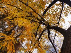 -四川大学(华西校区)