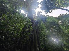 -西双版纳原始森林公园