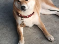 -柴犬高等学院·狗咖·柴犬售卖·宠物训练