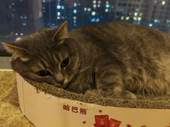 -Catmate·猫肥家润(金润铂宫店)