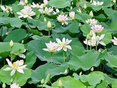 -莲花池公园