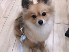 -狗不理喵子(百富路店)