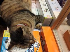 -猫的天空之城概念书店(杭州南宋御街店)