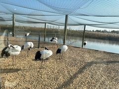 -盐城丹顶鹤湿地生态旅游区