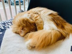 -平行世界·猫咖(首经贸店)