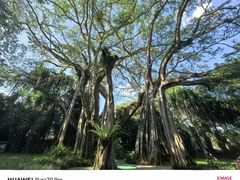 -瑞丽独树成林风景区