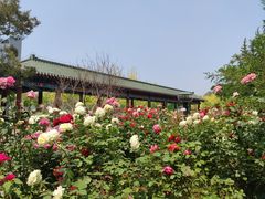 -莲花池公园