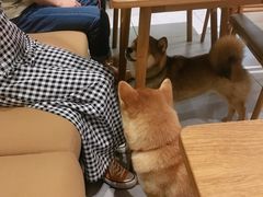 -柴务处·柴犬主题狗咖