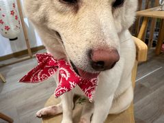 -柴迷FANS CLUB·柴犬狗咖·猫咖