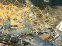 -海鲜e族(马王堆店)