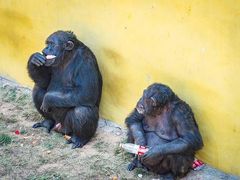 -西霞口神雕山野生动物世界