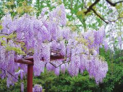 -嘉定紫藤园
