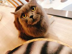-飞行喵MR PILOT|猫舍·猫咖(静安大融城店)
