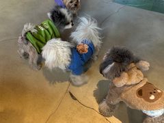 -百好乐宠物友好餐厅(朝外大街店)