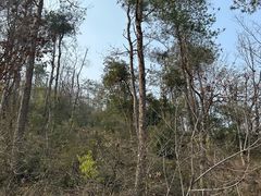 -青龙山国家森林公园