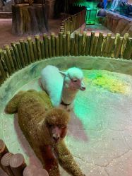 -宝燕乐园(闵行旗舰店)