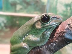 -上海大自然野生昆虫馆(东方明珠·爬宠昆虫探索中心)