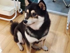 -是阿柴呀！柴犬咖啡·爱喵喵猫咖