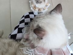 -怪兽屋·羊驼·猫咖·狗咖(俊华广场店)