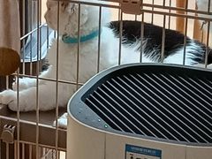 -猫咪派对(江南西店)