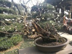 -南山植物园