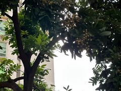 -Again Coffee Roaster(香蜜湖店)