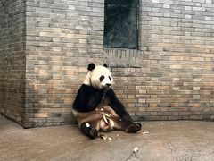 -都江堰中华大熊猫苑