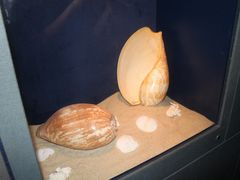 -亚龙湾中心广场·贝壳馆