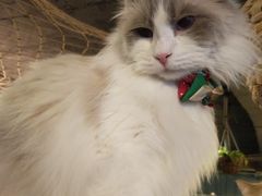 -共舞时光猫咖·狗咖(新街口店)