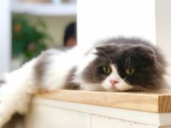 -李小姐の猫咖啡馆(五角场店)
