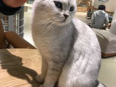 -藏猫猫咖啡主题馆(中央大道店)