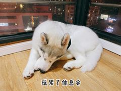 -Husky Go! 哈士奇体验馆·宠物咖啡厅狗咖