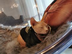 -猫爷宠物生活馆·撸猫馆