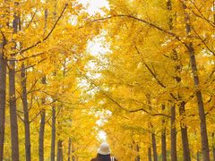 -汉长安城未央宫国家考古遗址公园