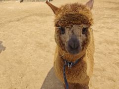 -济南野生动物世界