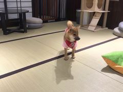 -逗柴咖啡屋·狗咖猫咖宠物桌游