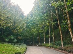 -南山植物园