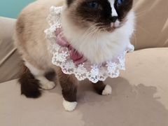 -怪兽屋·羊驼·猫咖·狗咖(俊华广场店)