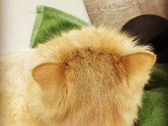-小时光咖啡馆(开森度假森林店)