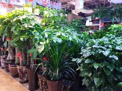 -大自然花鸟鱼虫市场