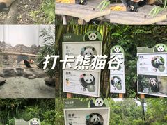 -熊猫谷